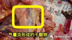 家禽氣囊炎其實(shí)不難治，找對(duì)方法最重要！