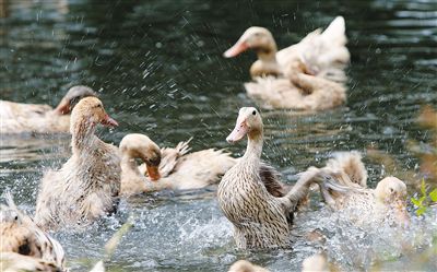 夏季肉鴨關(guān)鍵飼養(yǎng)管理要點（技術(shù)指導(dǎo)）